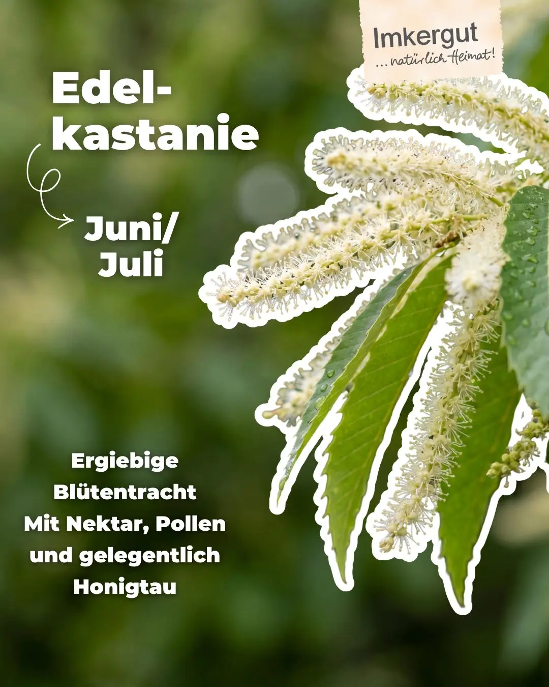 Biene auf Kastanienblüte