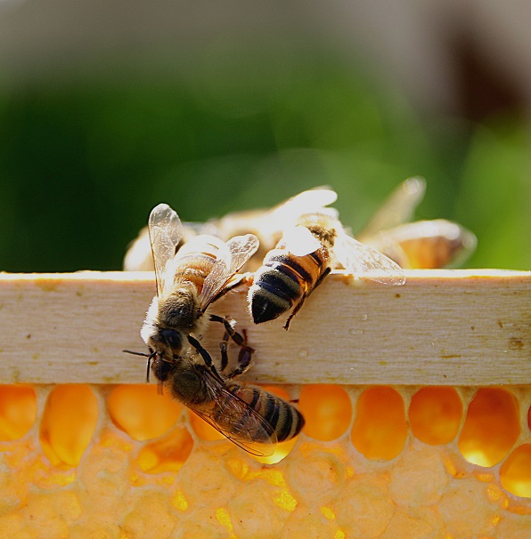 Bienen