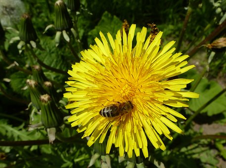 Biene auf einer Bluem drauf