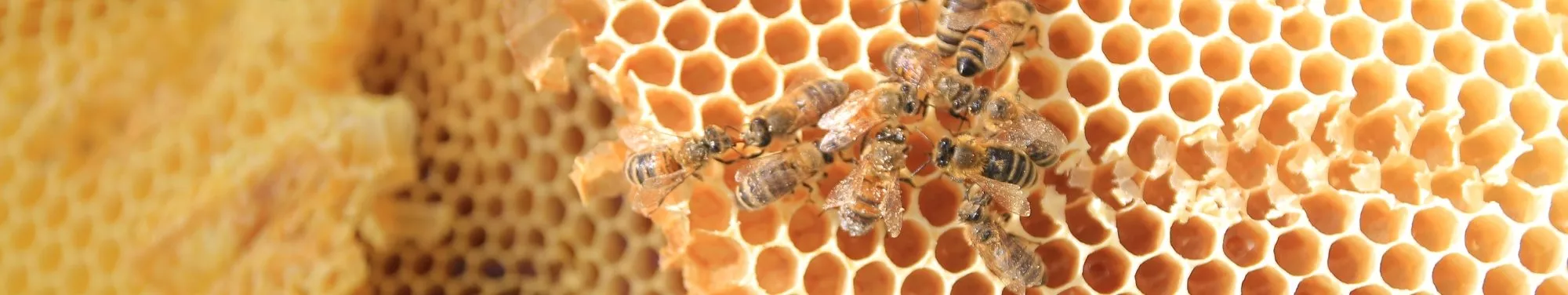 Bienenwaben