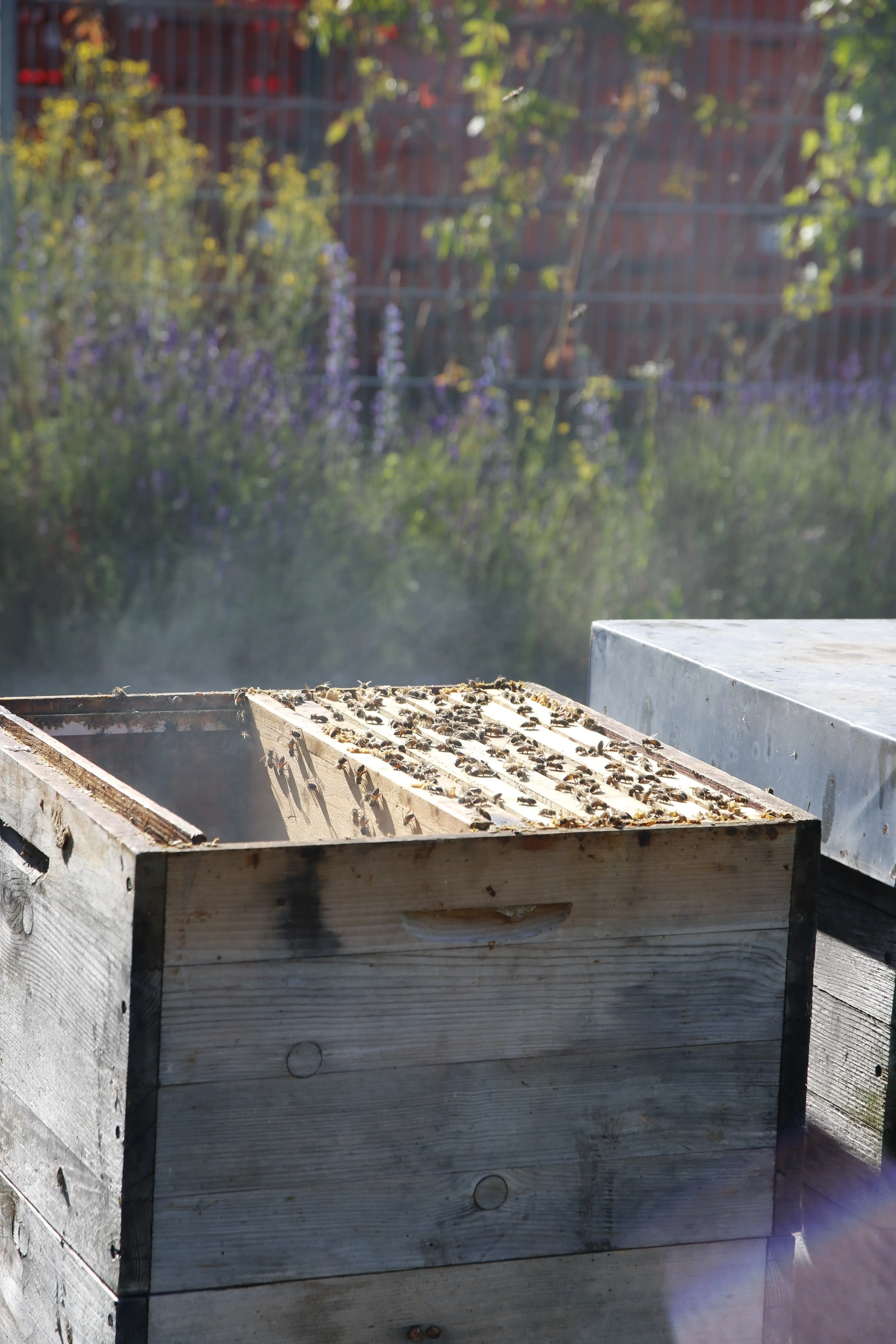 Bienenbeute Geöffnete Bienenbeute