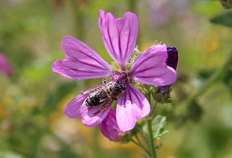 Biene auf Blume sitzen 