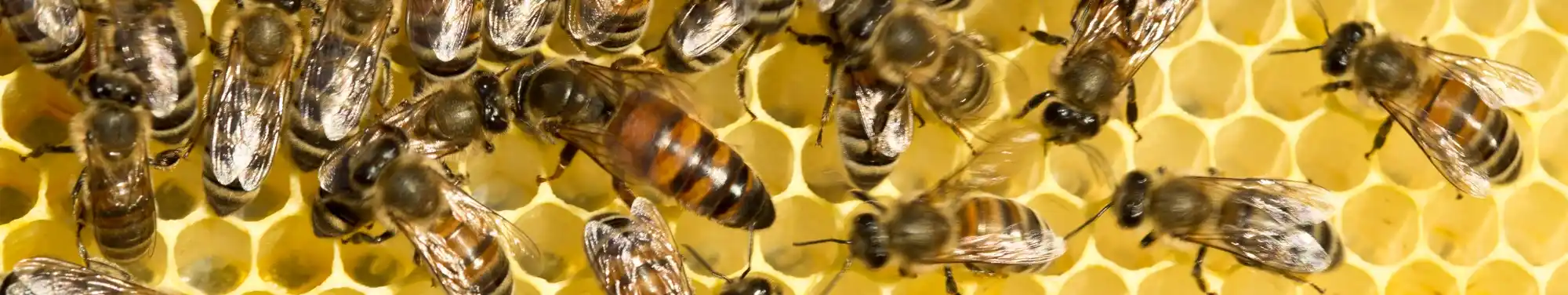 Bienenkönigin auf Bienenwabe