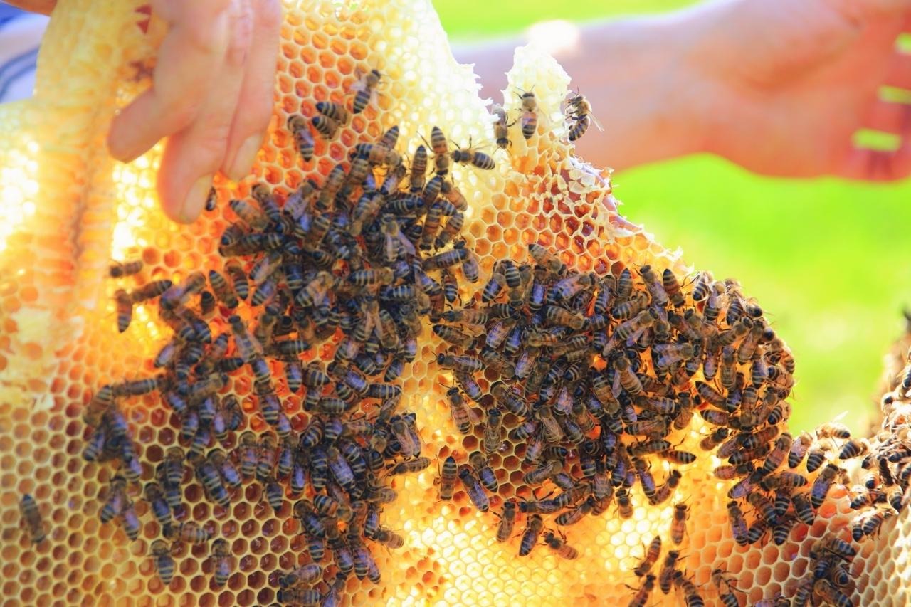 Bienenwachs mit vielen Bienen darauf