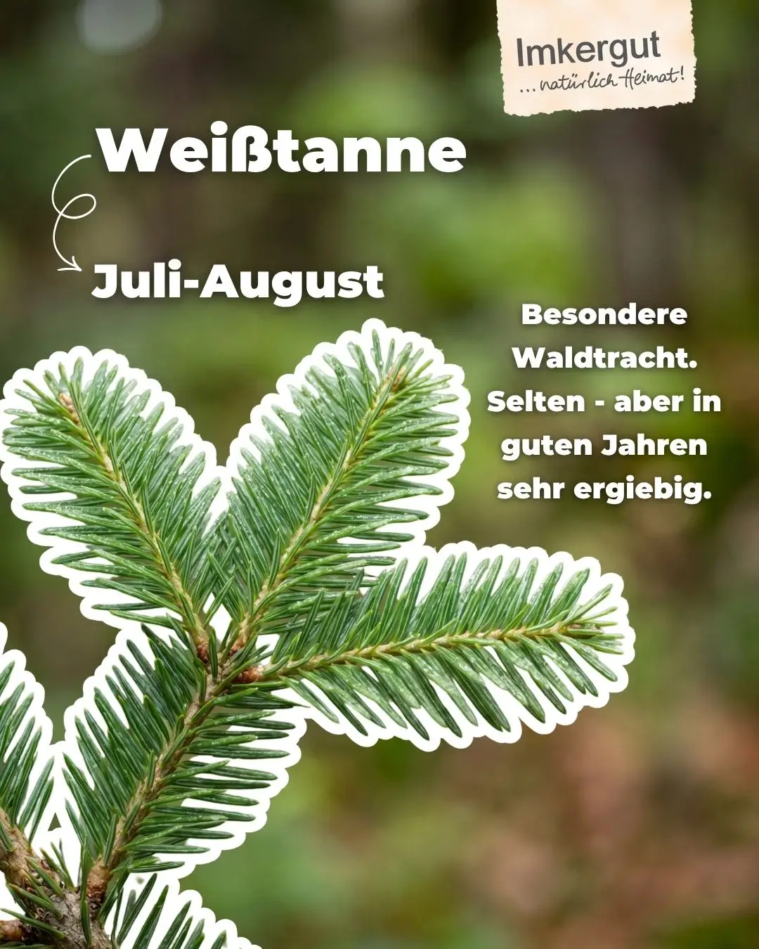 Zweig einer Weißtanne