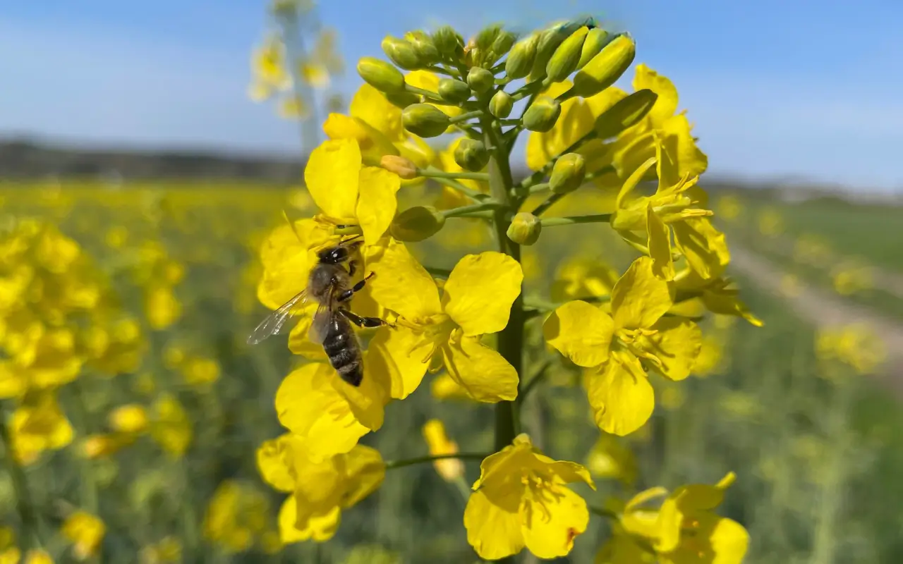 Biene auf einem Rapsblütenfeld