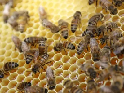 Bienen sitzen auf gefüllten Honigwaben