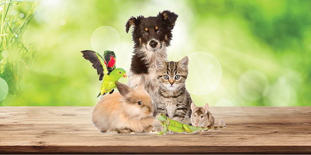 Tiere