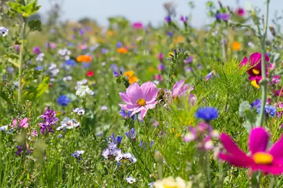 Blumenwiese