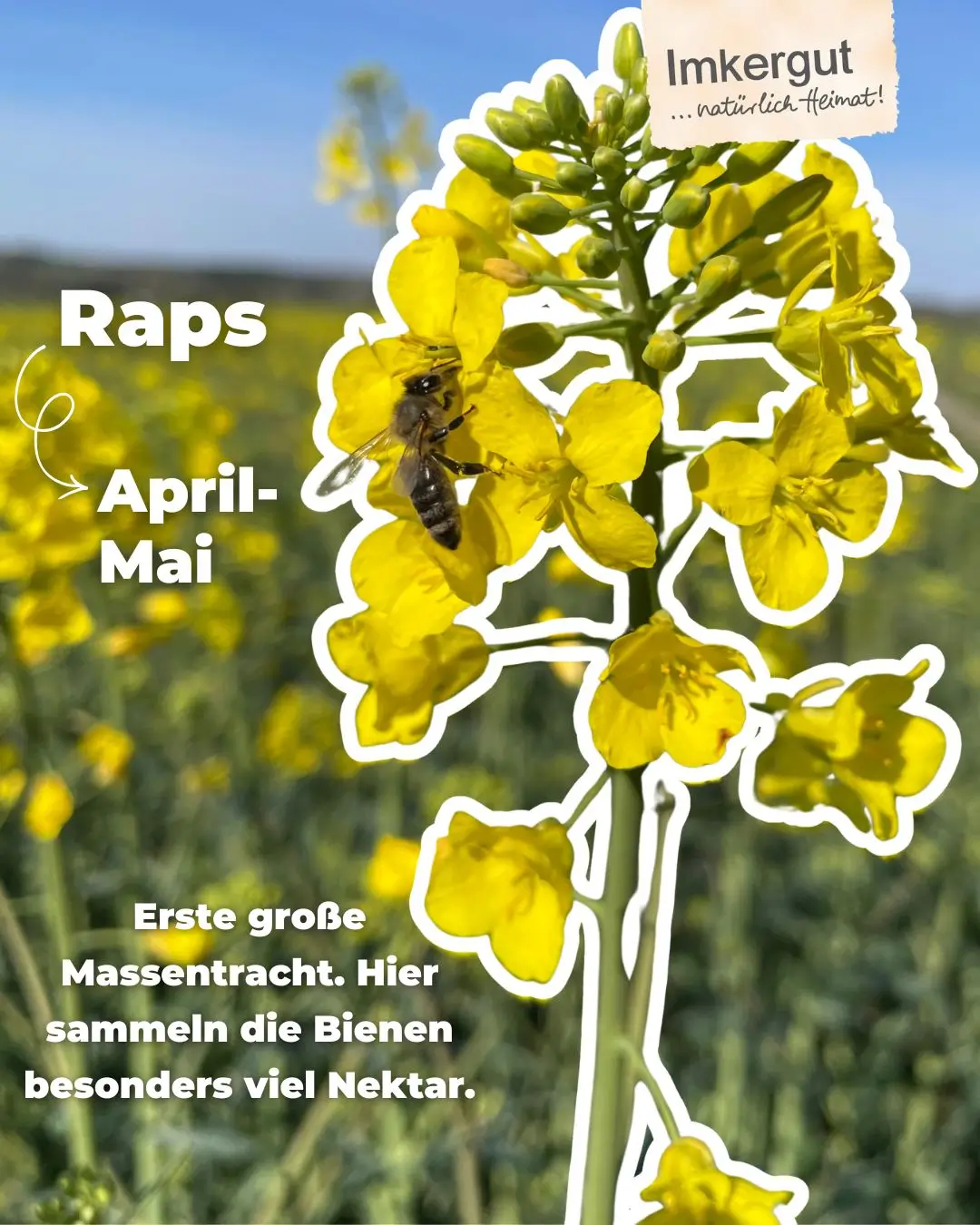 Biene im Raps