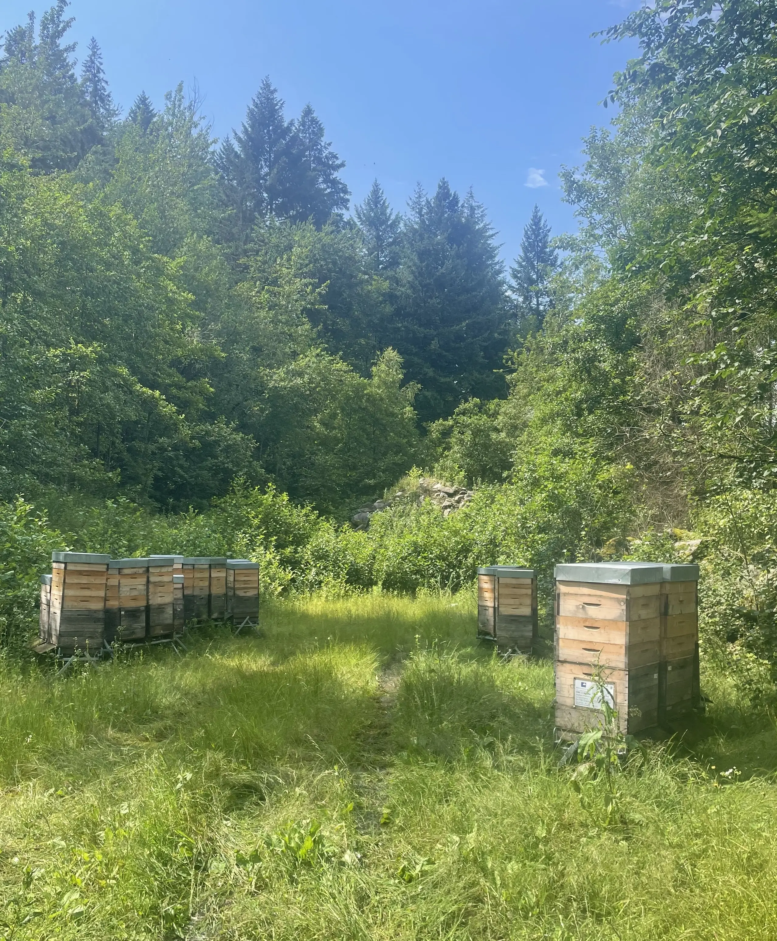 Beuten auf einer Waldlichtung