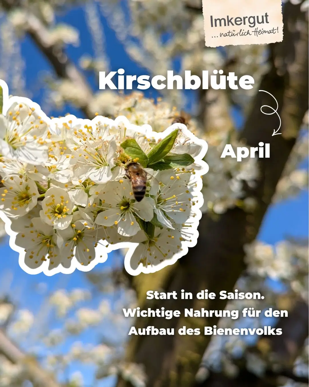Biene auf Kirschblüte