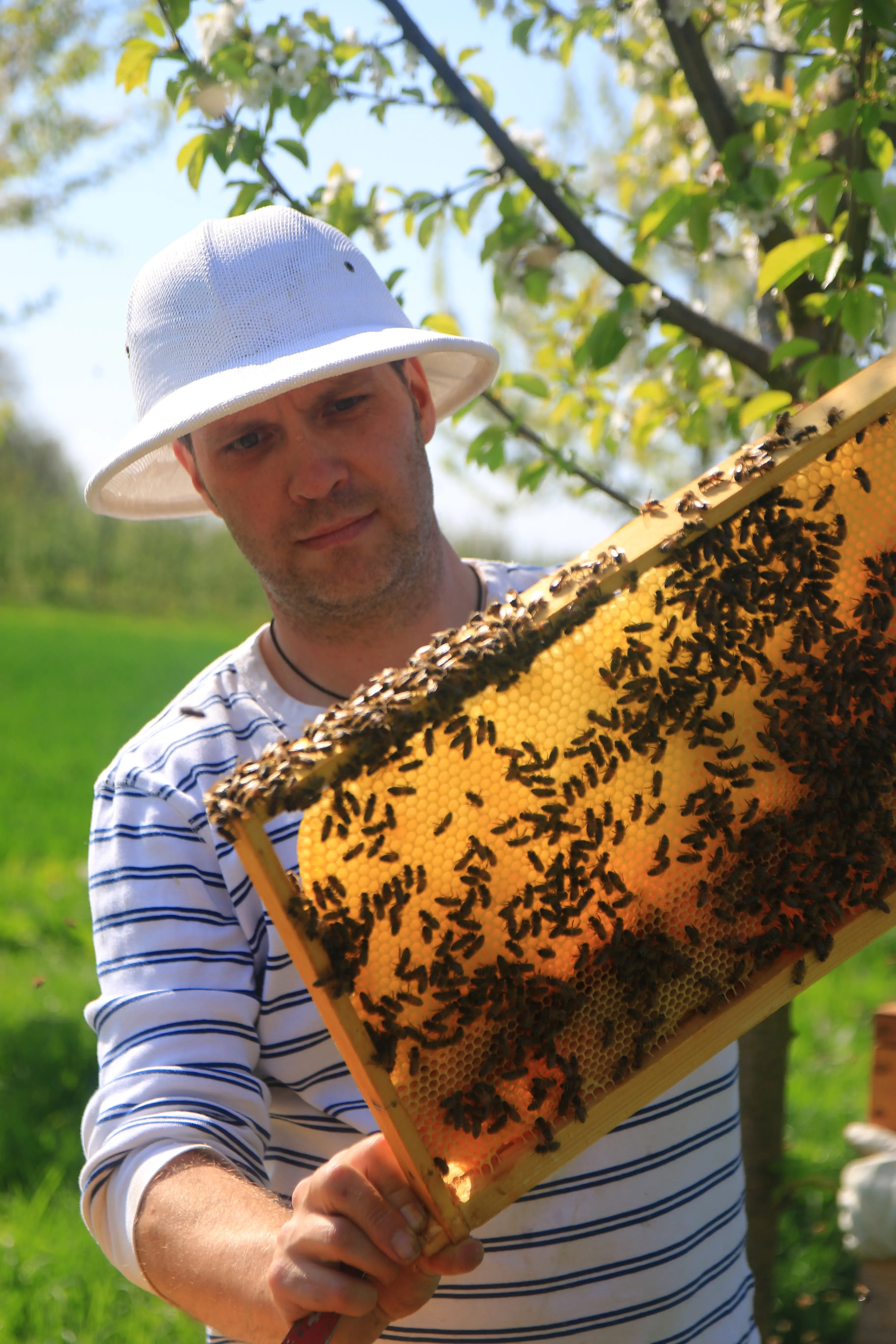 Imkermeister Stefan Kumm mit den Bienen