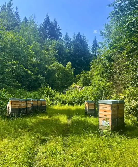 Bienenstöcke stehen bei sonnigem Wetter im Wald