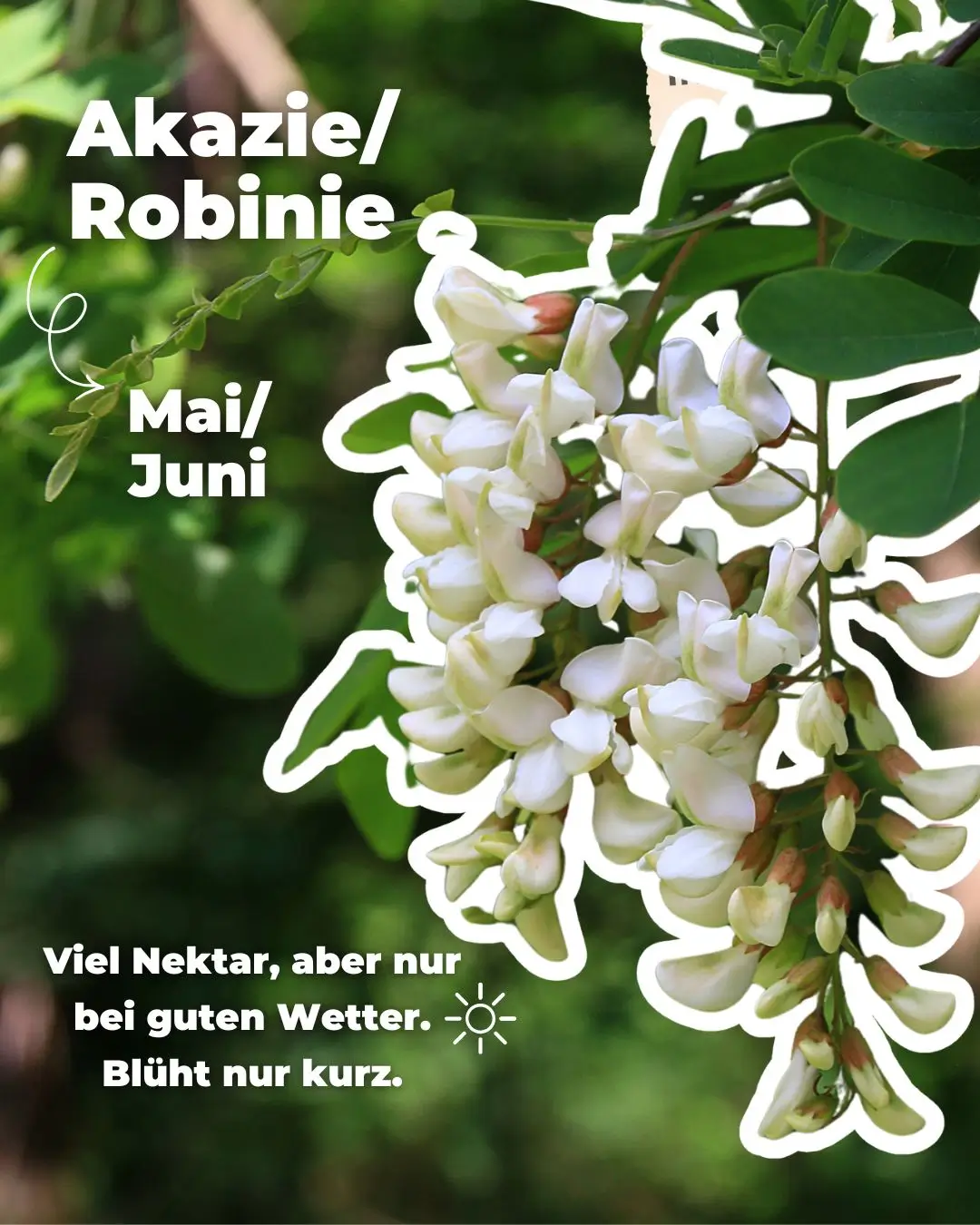 Biene auf Akazienblüte