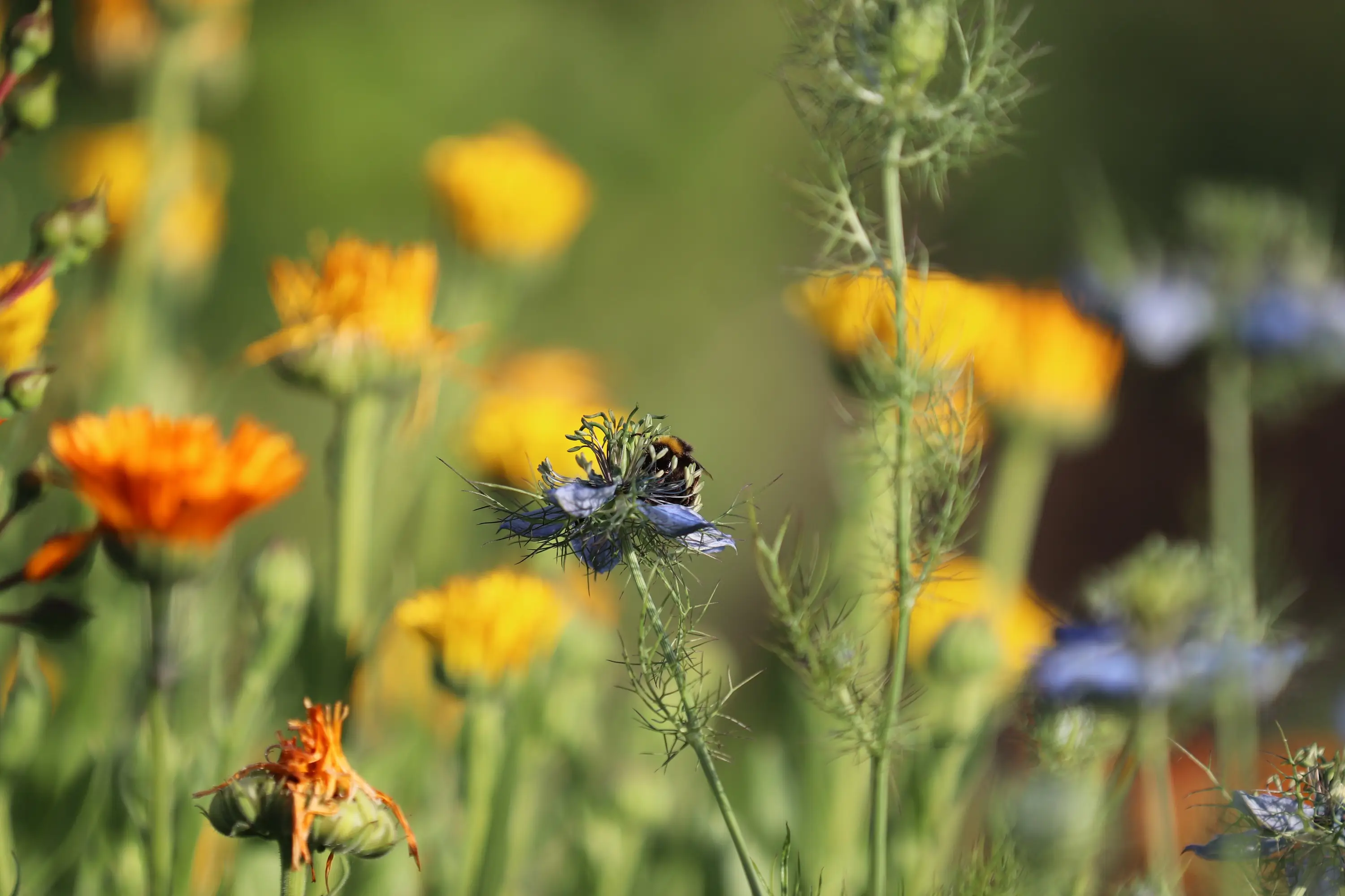 Hummel auf einer Blühwiese