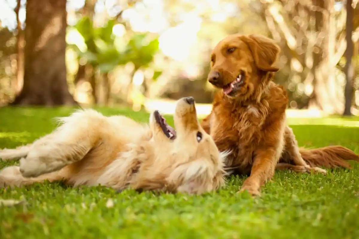 zwei Hunde auf einer Wiese 