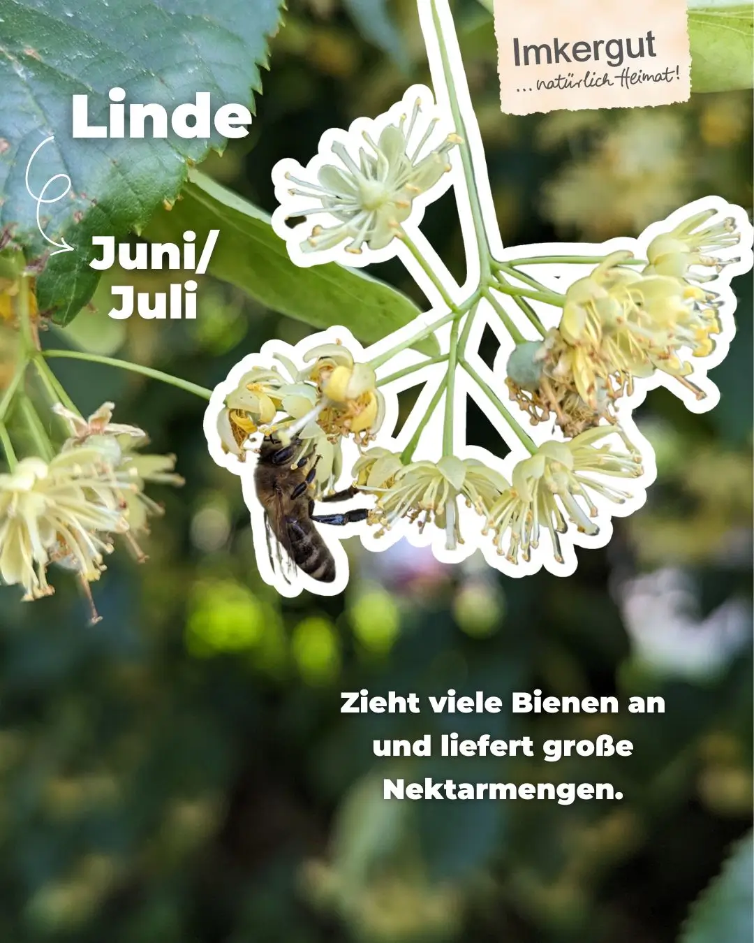 Biene auf Lindenblüte