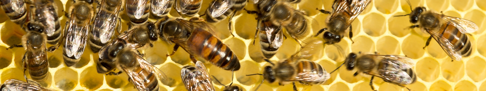 Bienenkönigin auf Bienenwabe