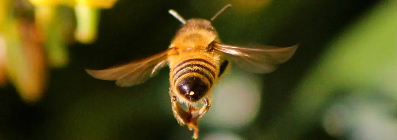 Biene fliegt weg