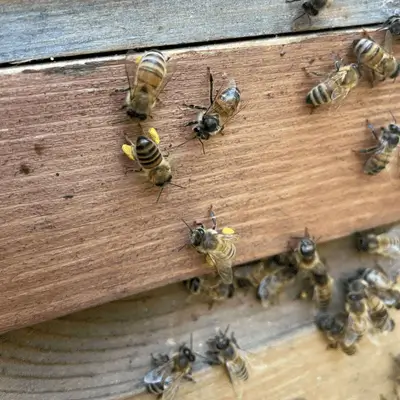 Bienen mit Pollenhöschen Gut sichtbare Pollenhöschen an den Beinen der Bienen.
