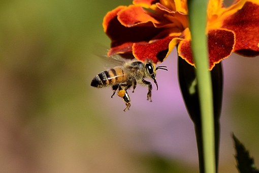 neue Bienenart