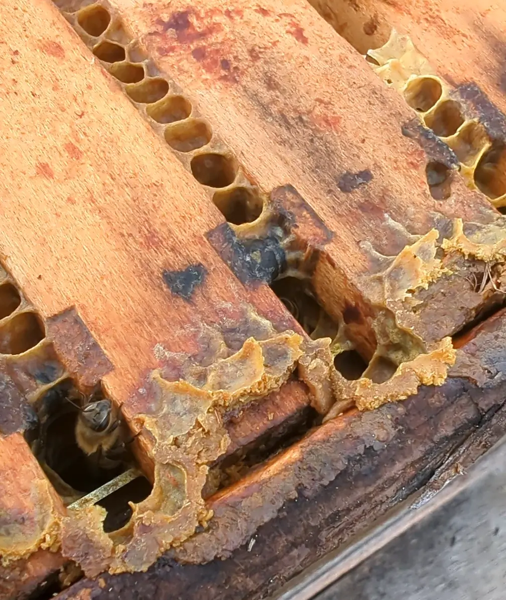 Propolis im Bienenstock Rohpropolis in der Bienenbeute