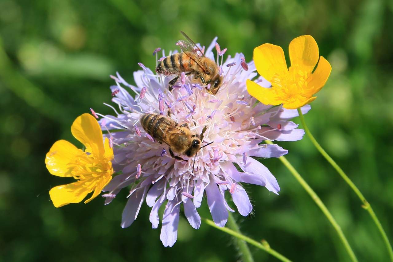 Bienen auf Blume