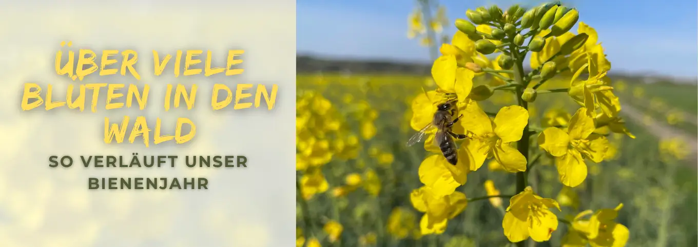 Biene sitzt auf Rapsblüte