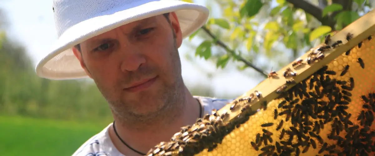 Imkermeister Stefan Kumm inspiziert Bienenwabe