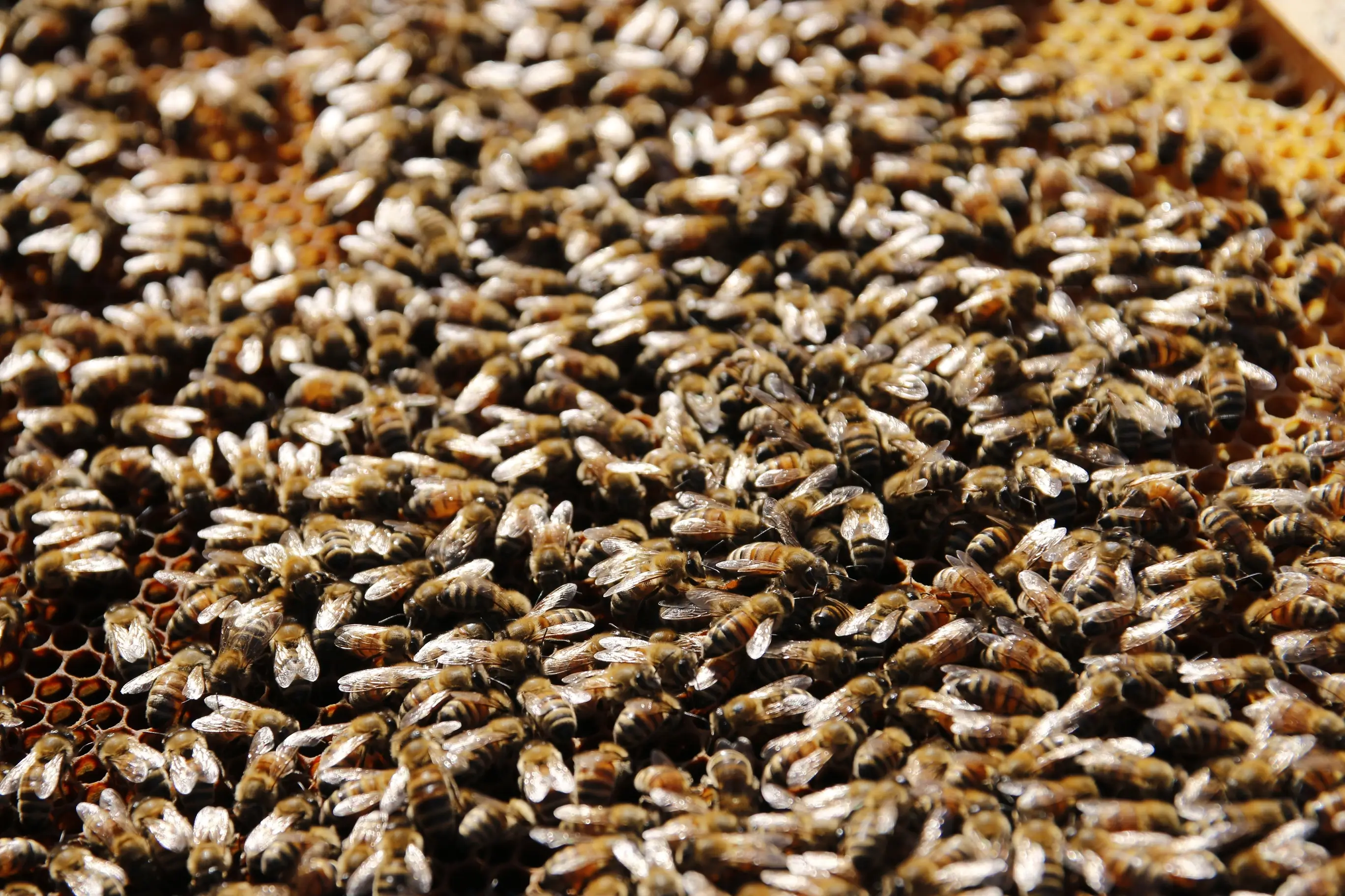Viele Bienen auf ihren Waben