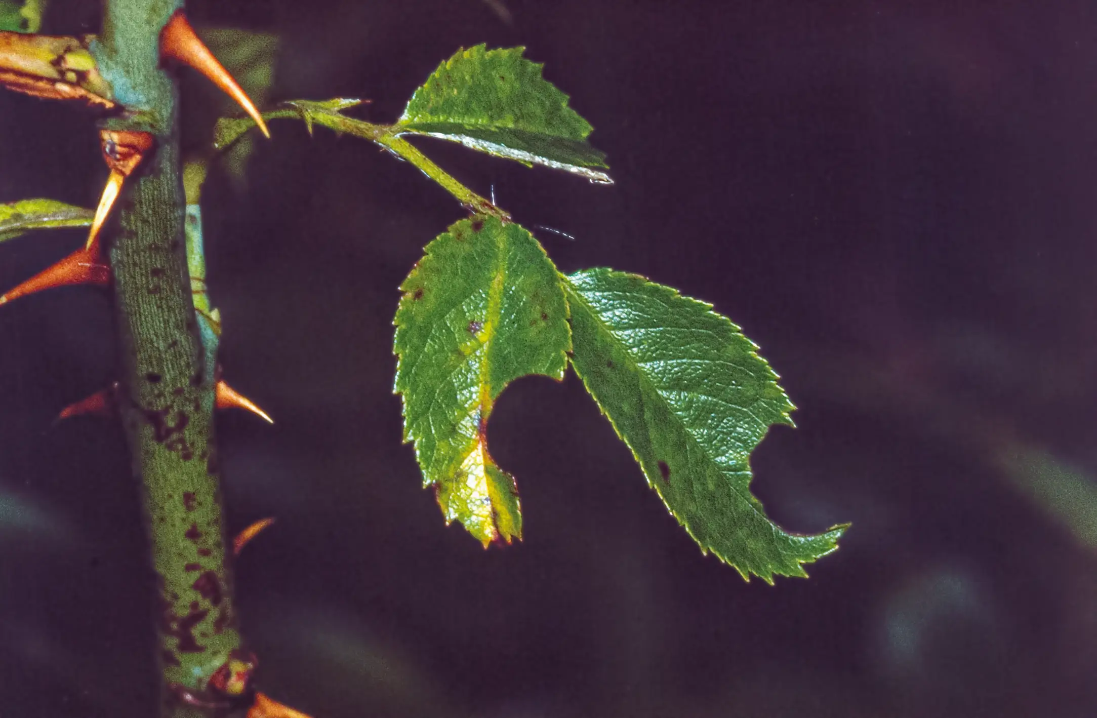Ausgeschnittene Heckenrosenblätter. Foto: Martin Klatt