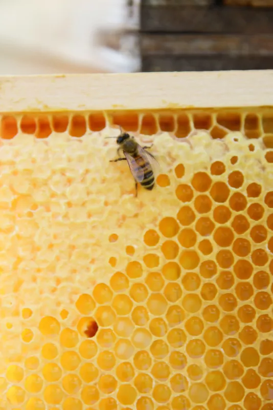 Bienenwachs